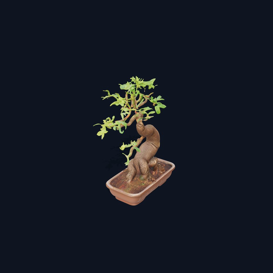 Elegant Bonsai Tree model pack